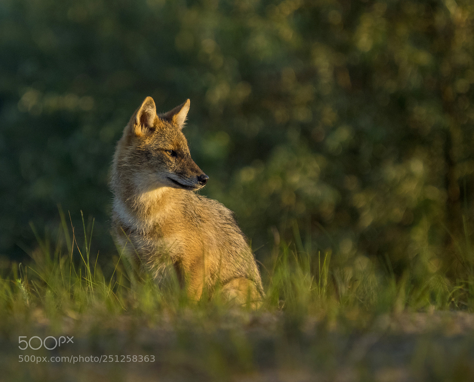 Olympus OM-D E-M1 sample photo. Golden jackal photography