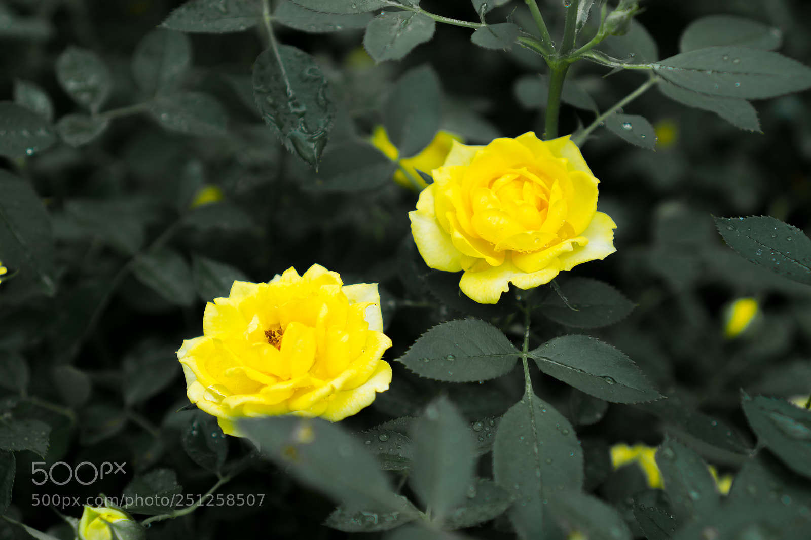 Sony a6000 sample photo. Tet flower festival photography