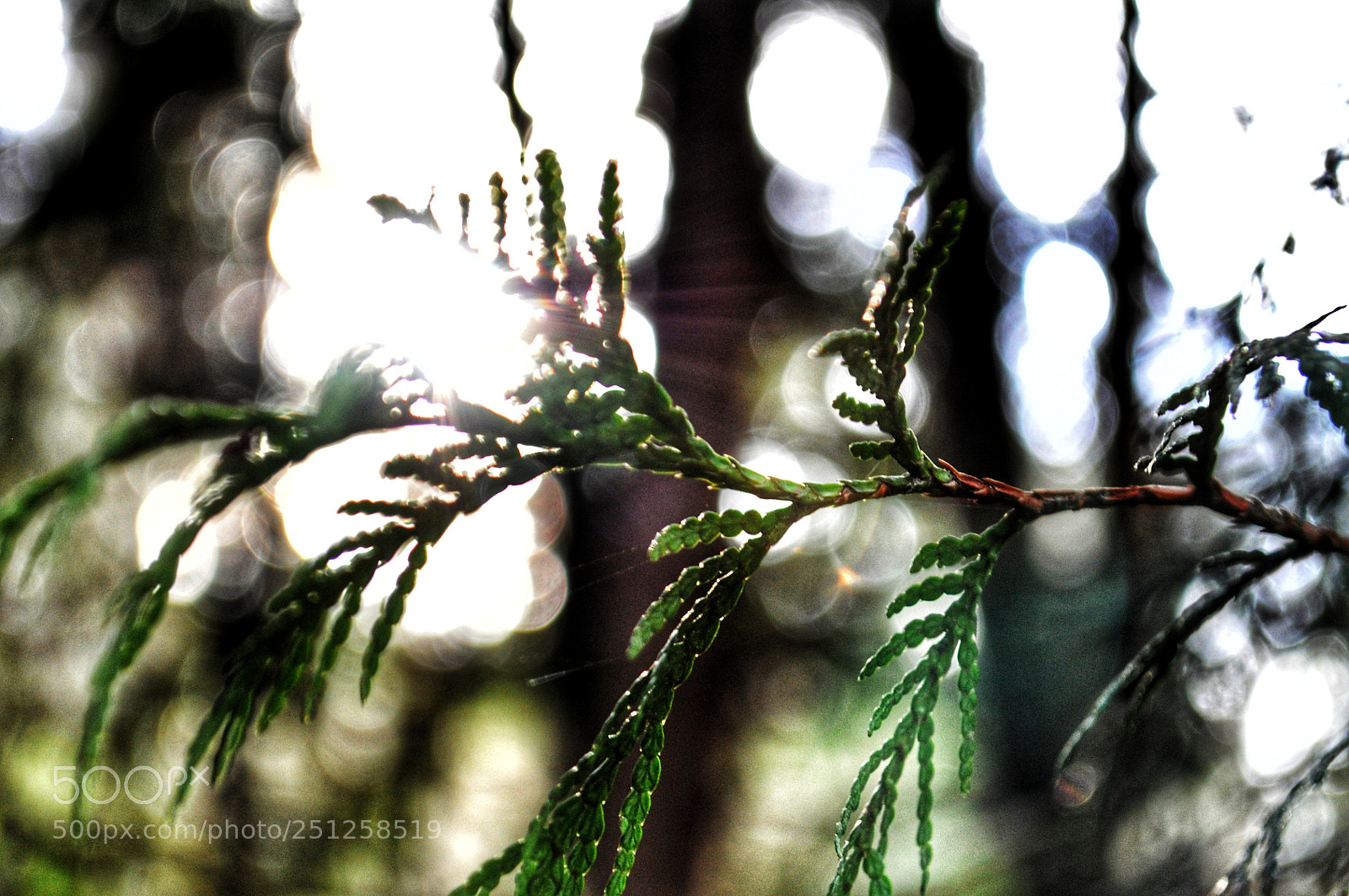 Nikon D5000 sample photo. Woods photography