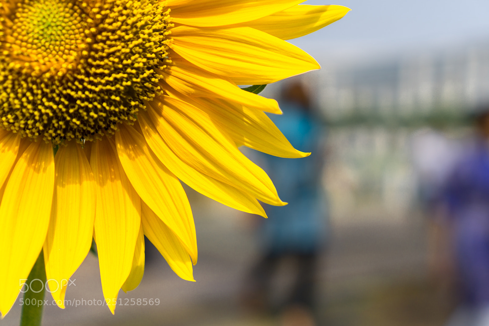 Sony a6000 sample photo. Tet flower festival photography