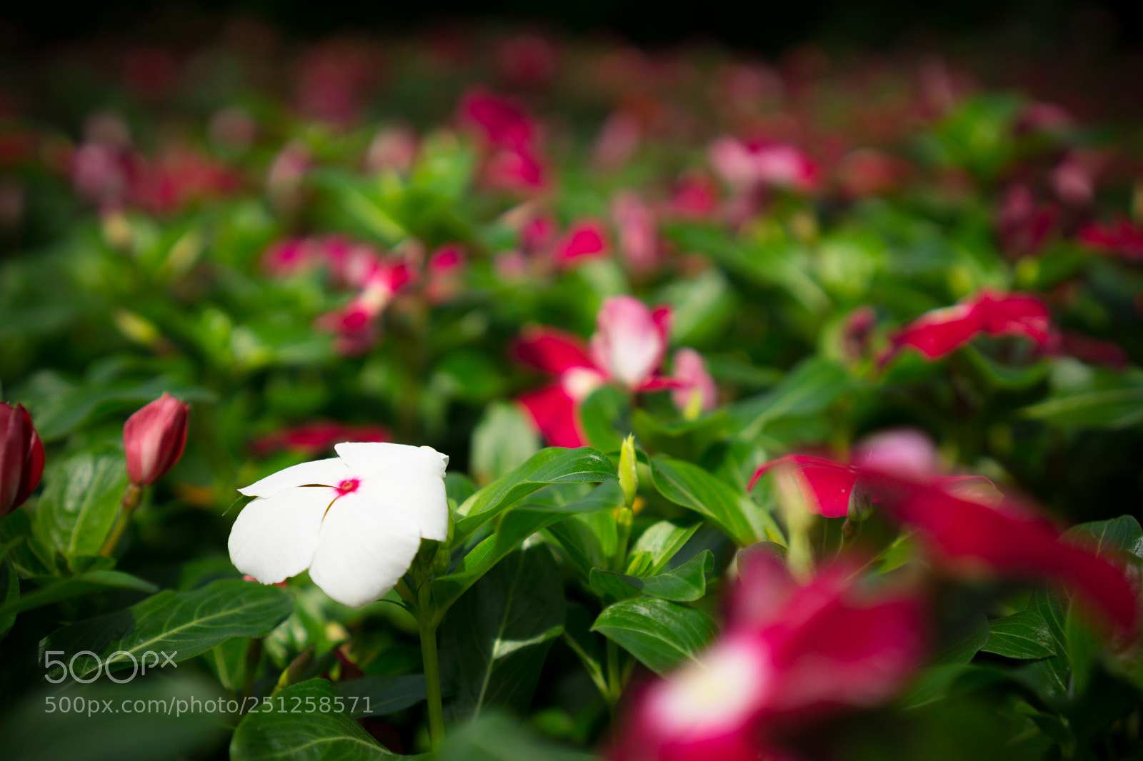 Sony a6000 sample photo. Tet flower festival photography