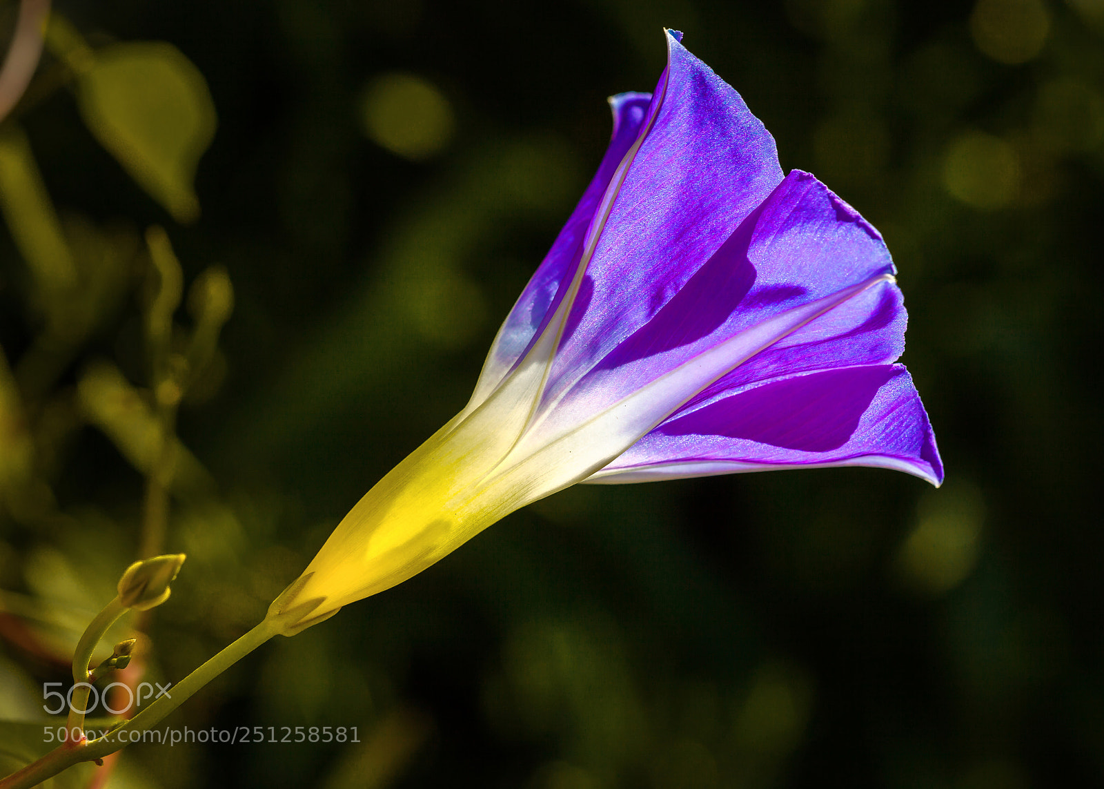 Canon EOS 5D Mark II sample photo. Morning glory photography
