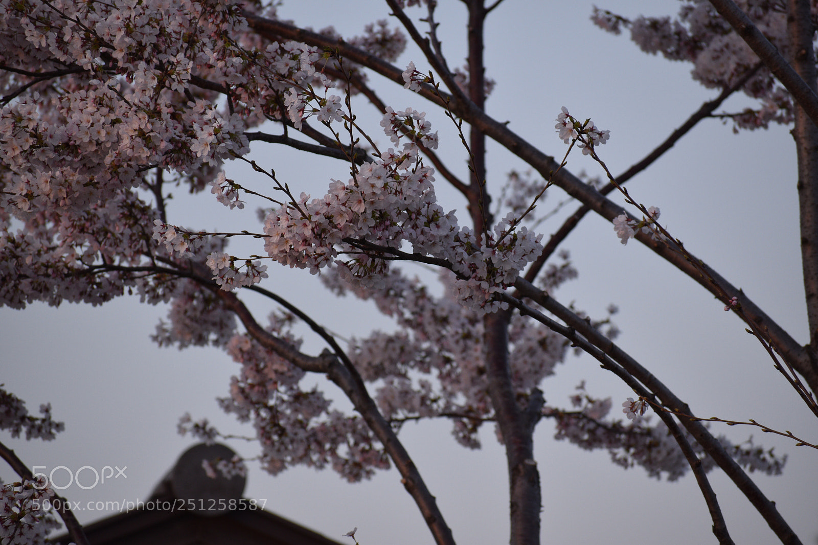 Nikon D5600 sample photo. Cherry blossom  photography