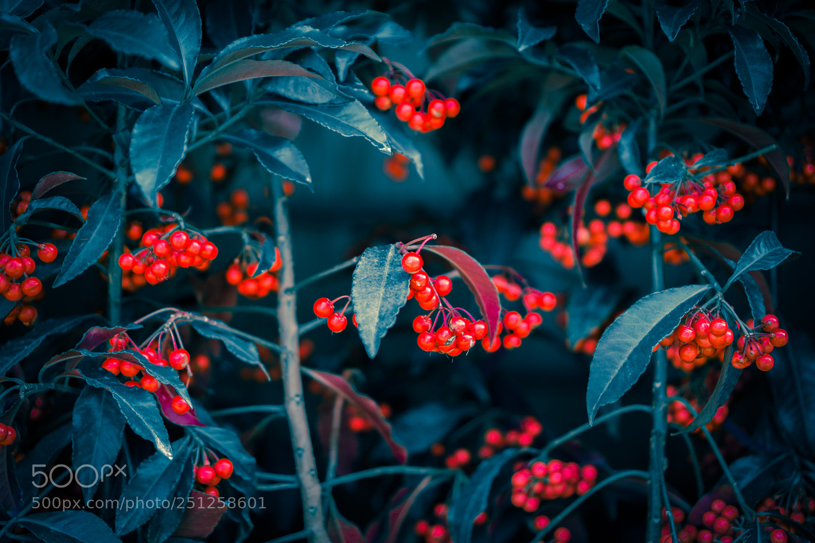 Sony a6000 sample photo. Tet flower festival photography