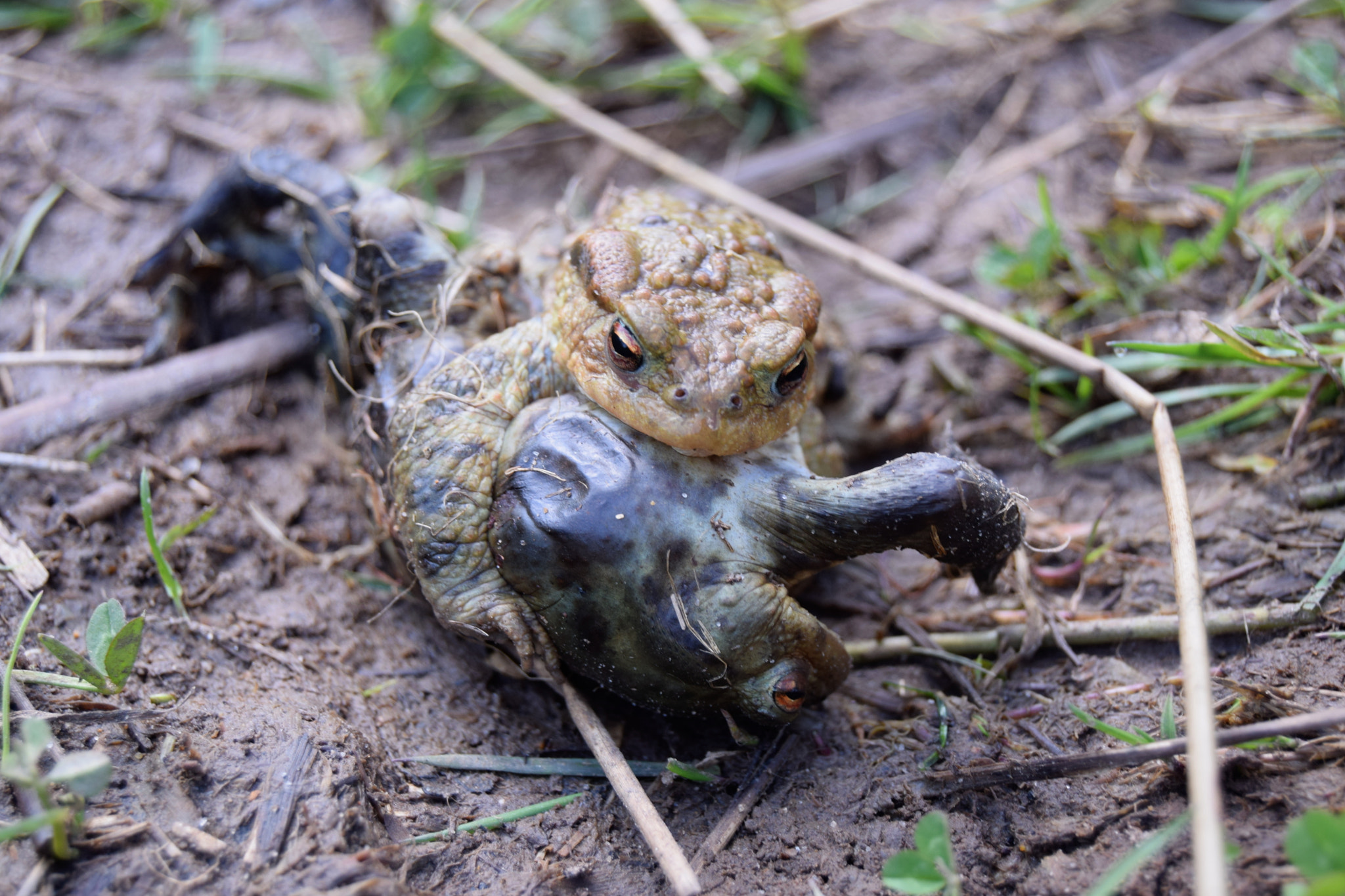Nikon D3300 sample photo. Biting off more than you can chew! photography