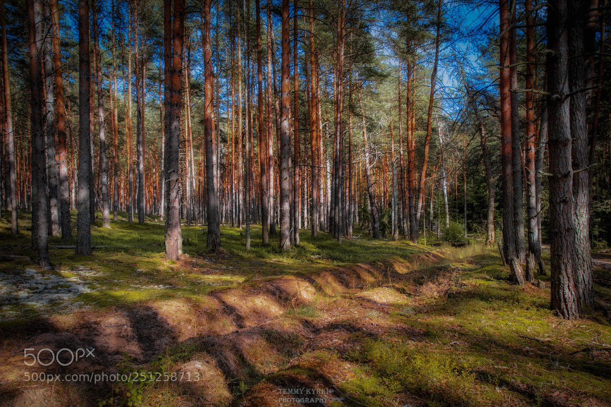 Canon EOS 7D sample photo. Forest photography