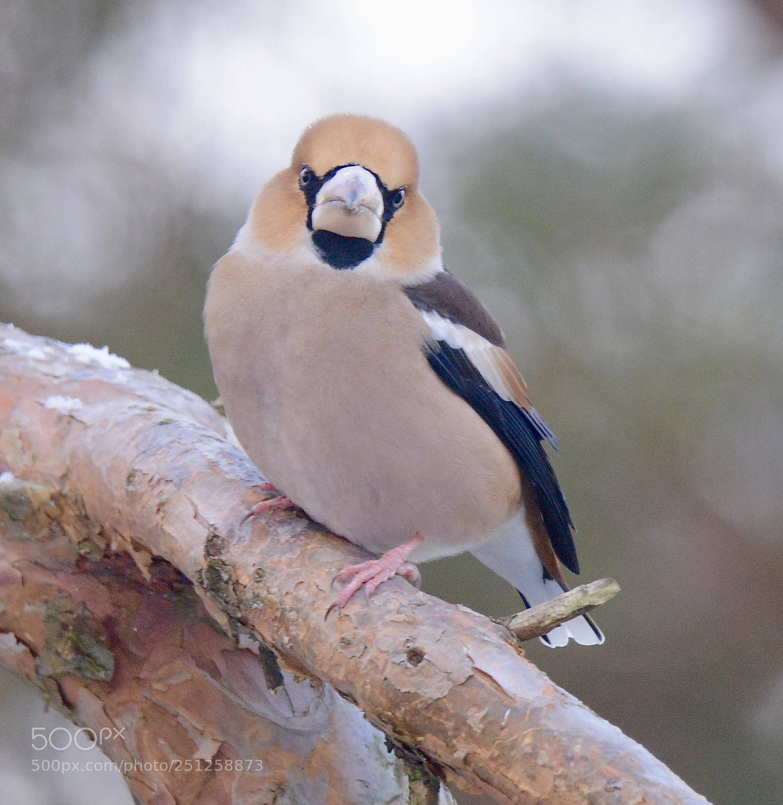 Nikon D7100 sample photo. Haw-finch ............ photography
