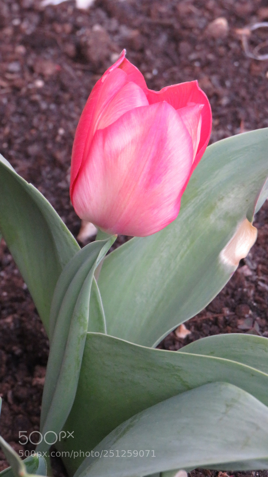 Canon PowerShot SX540 HS sample photo. Tulipano photography