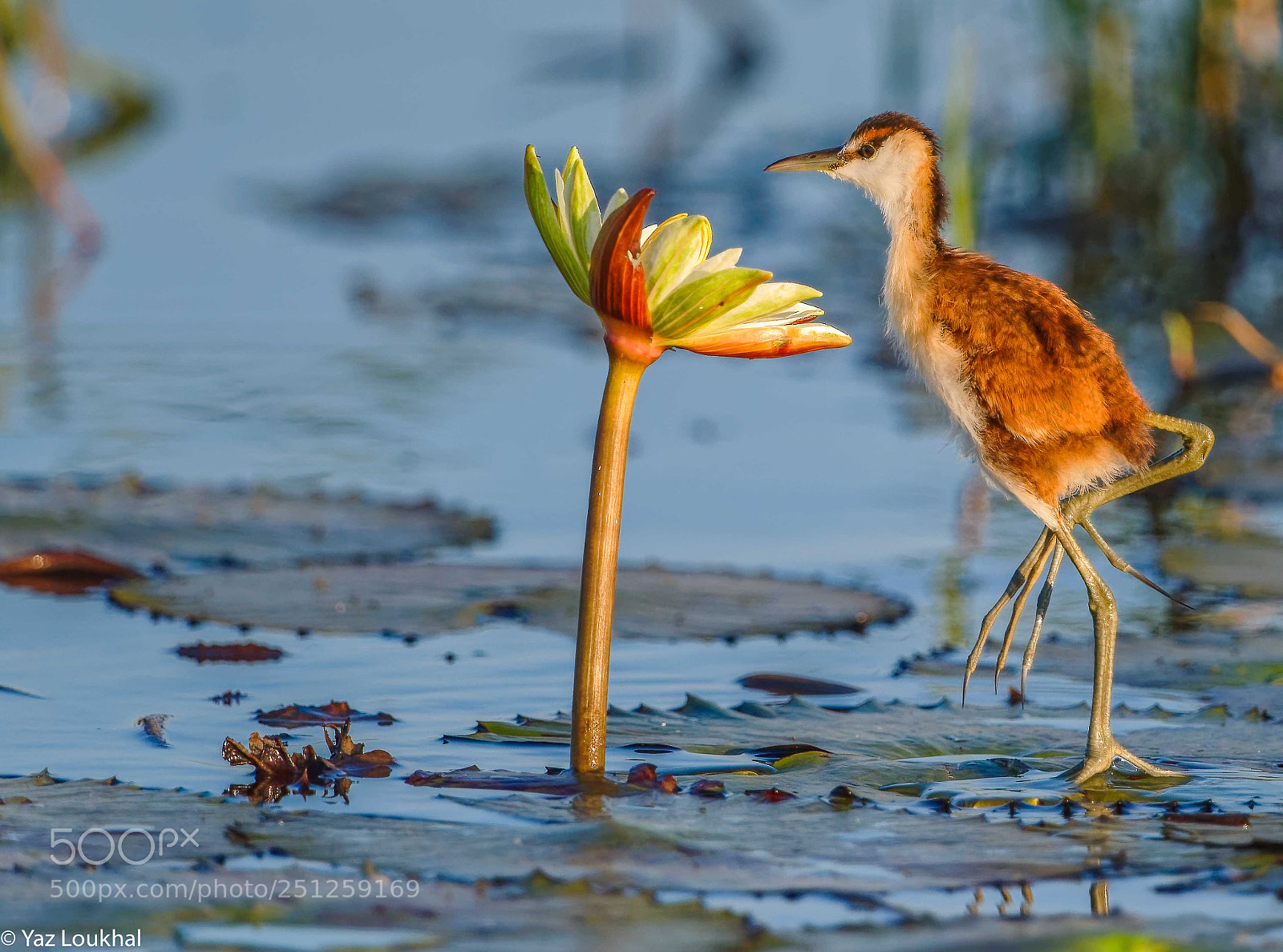 Nikon D810 sample photo. Baby jacana photography