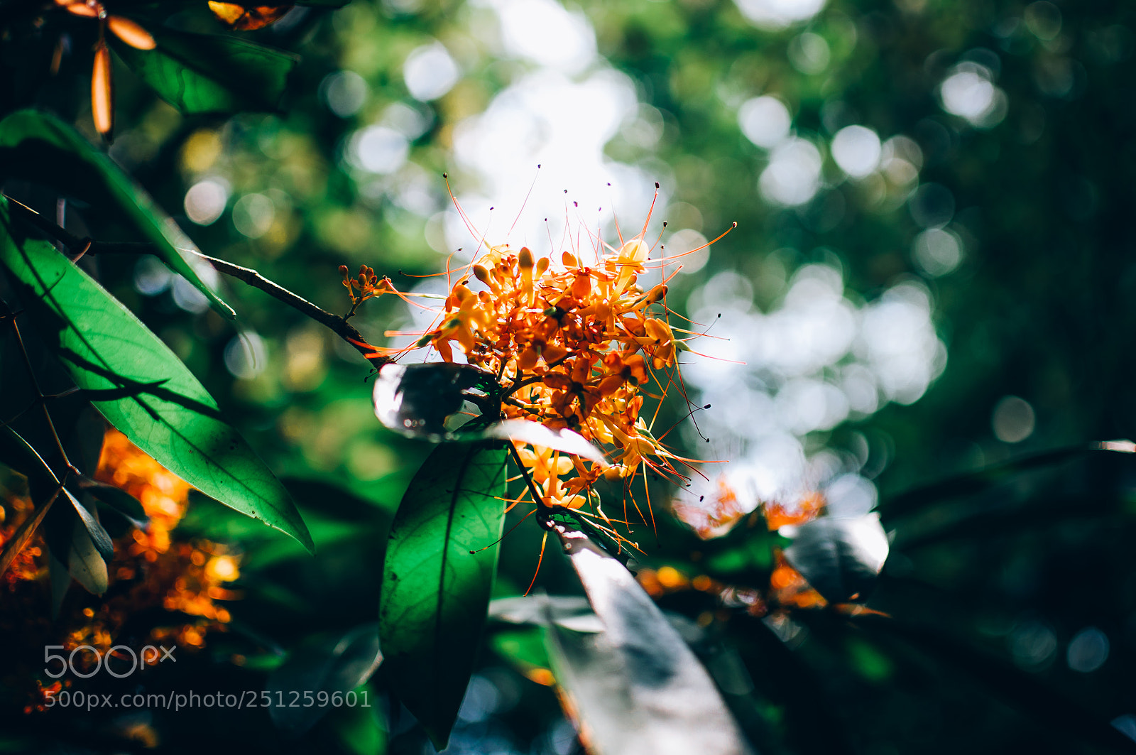 Nikon D90 sample photo. Vang anh flower photography