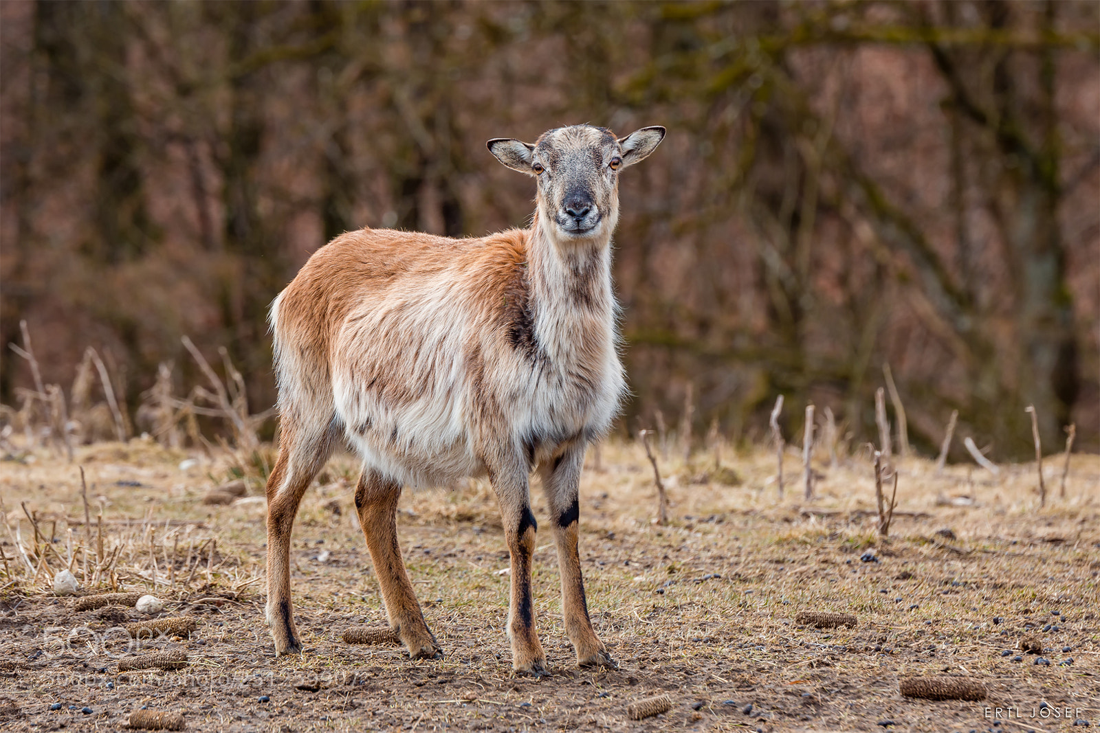 Canon EOS 70D sample photo. Kamerunschaf photography