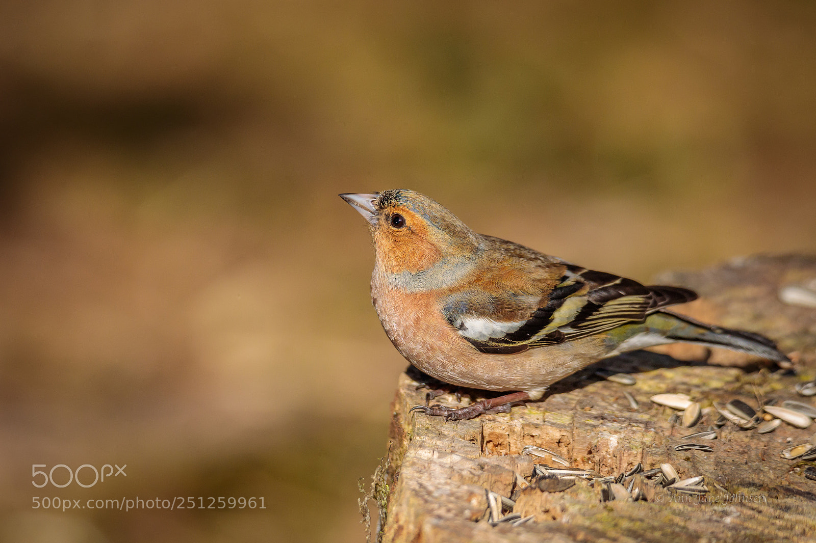 Canon EOS 5D Mark IV sample photo. The brambling ... photography