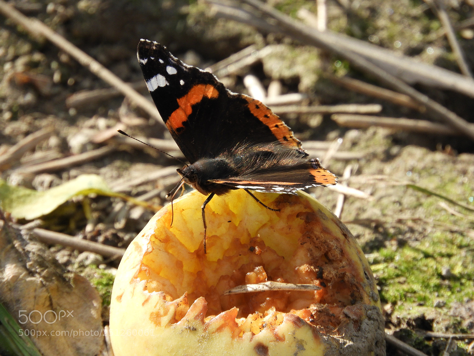 Nikon Coolpix B700 sample photo. Butterfly eating apple photography
