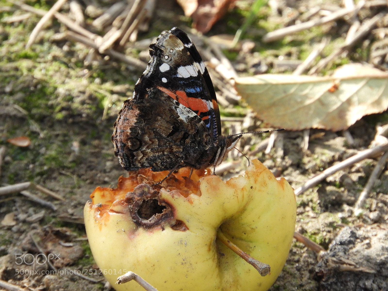 Nikon Coolpix B700 sample photo. Butterfly on apple photography