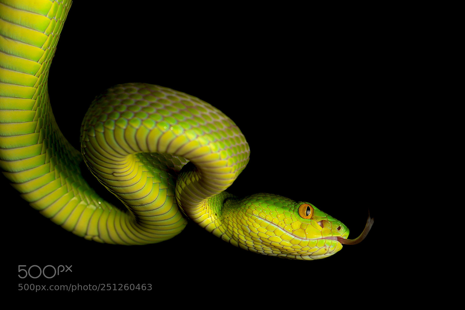 Canon EOS 7D Mark II sample photo. White-lipped viper (trimerusurus albolabris) photography