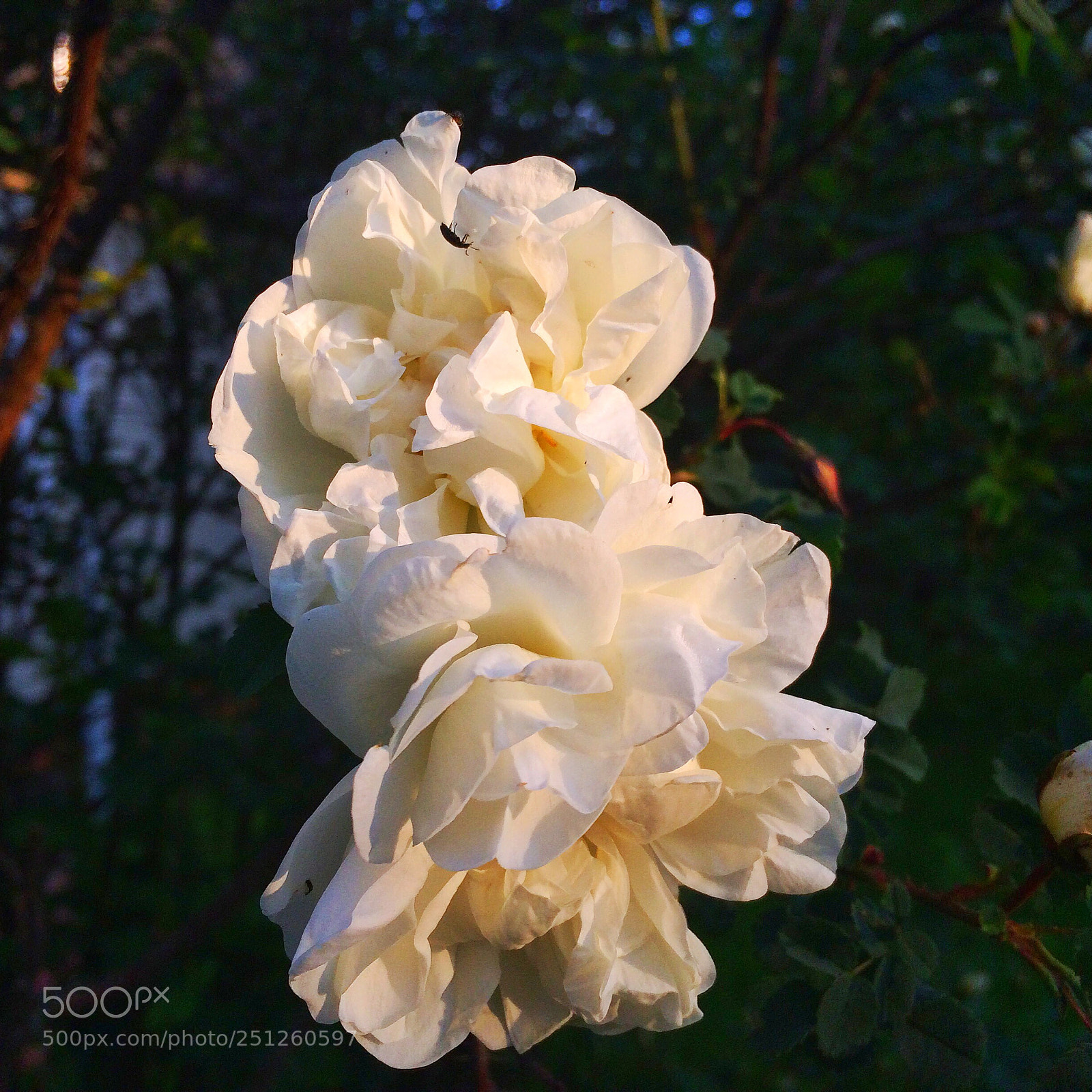 Apple iPhone 5s sample photo. Flowers photography