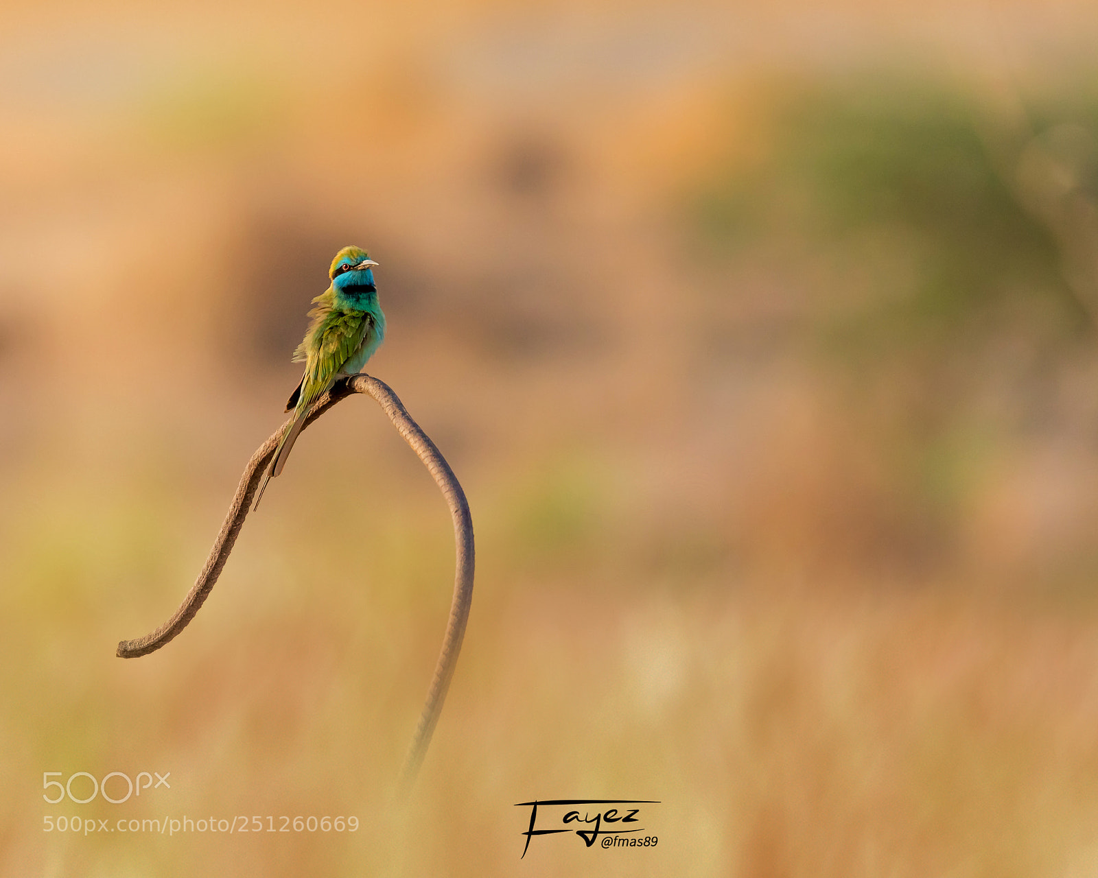 Canon EOS 5D Mark IV sample photo. Kissed by light photography