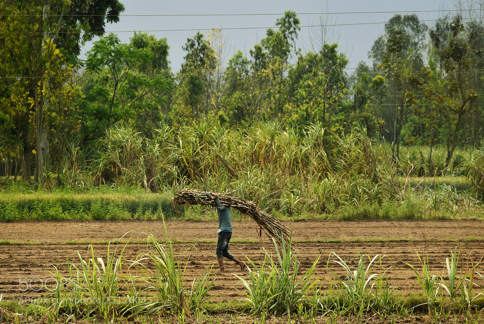 Nikon D5500 sample photo. Sugar cane photography