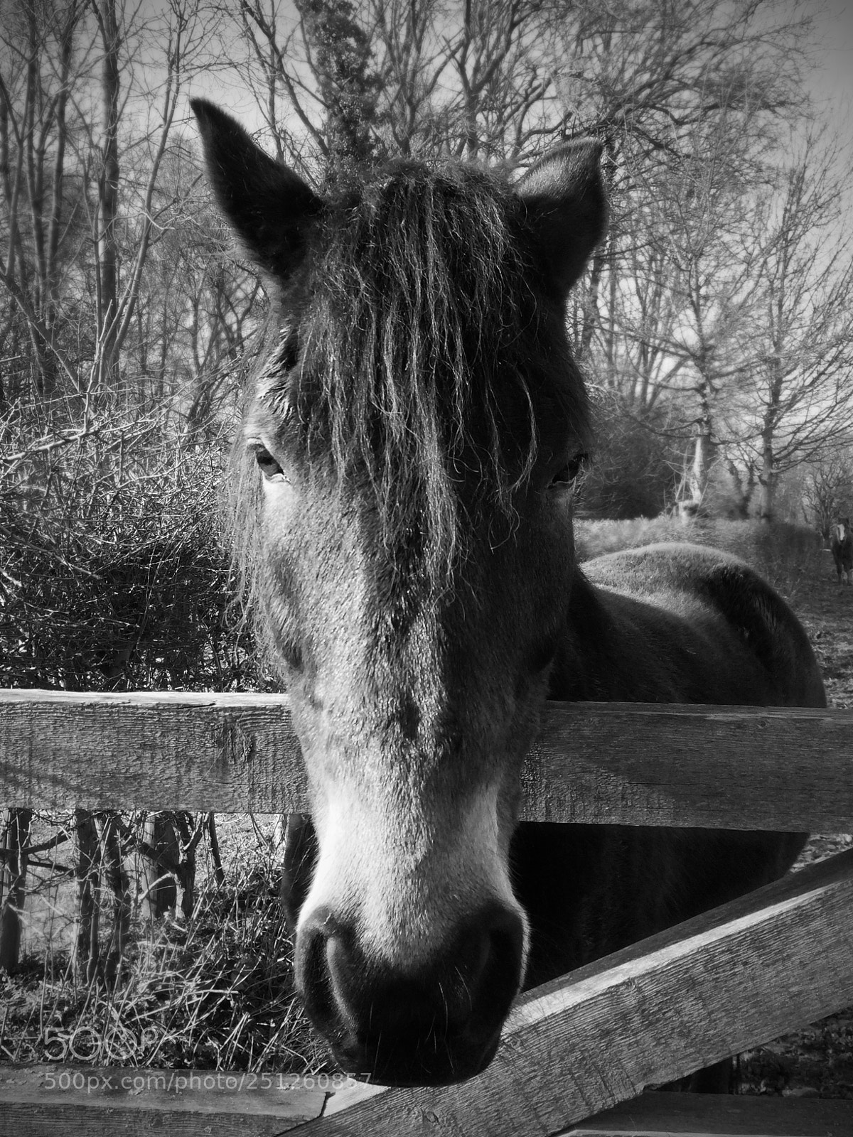 Apple iPhone 5s sample photo. Horse photography