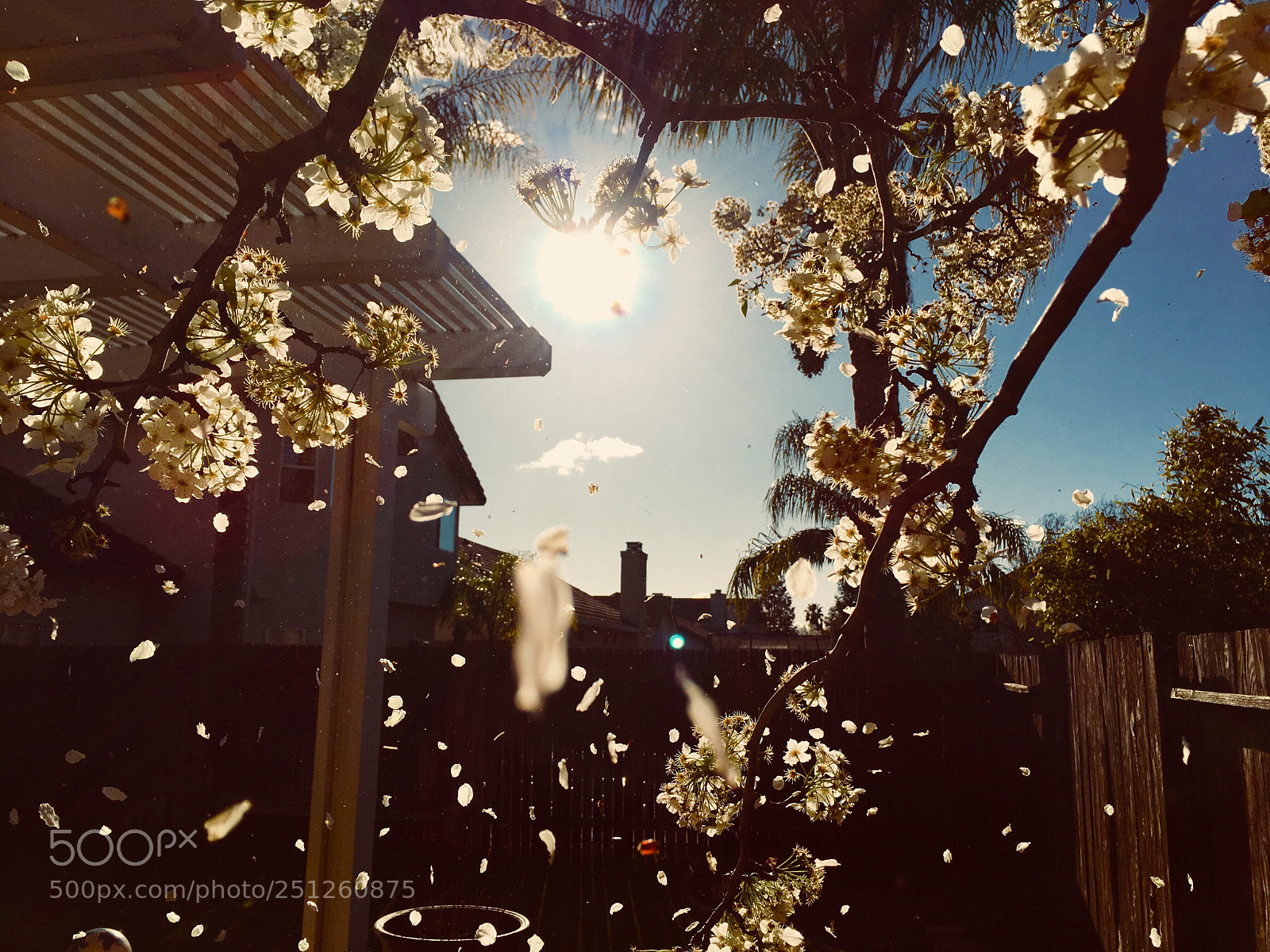 Apple iPhone 6s Plus sample photo. Leafs falling down! photography