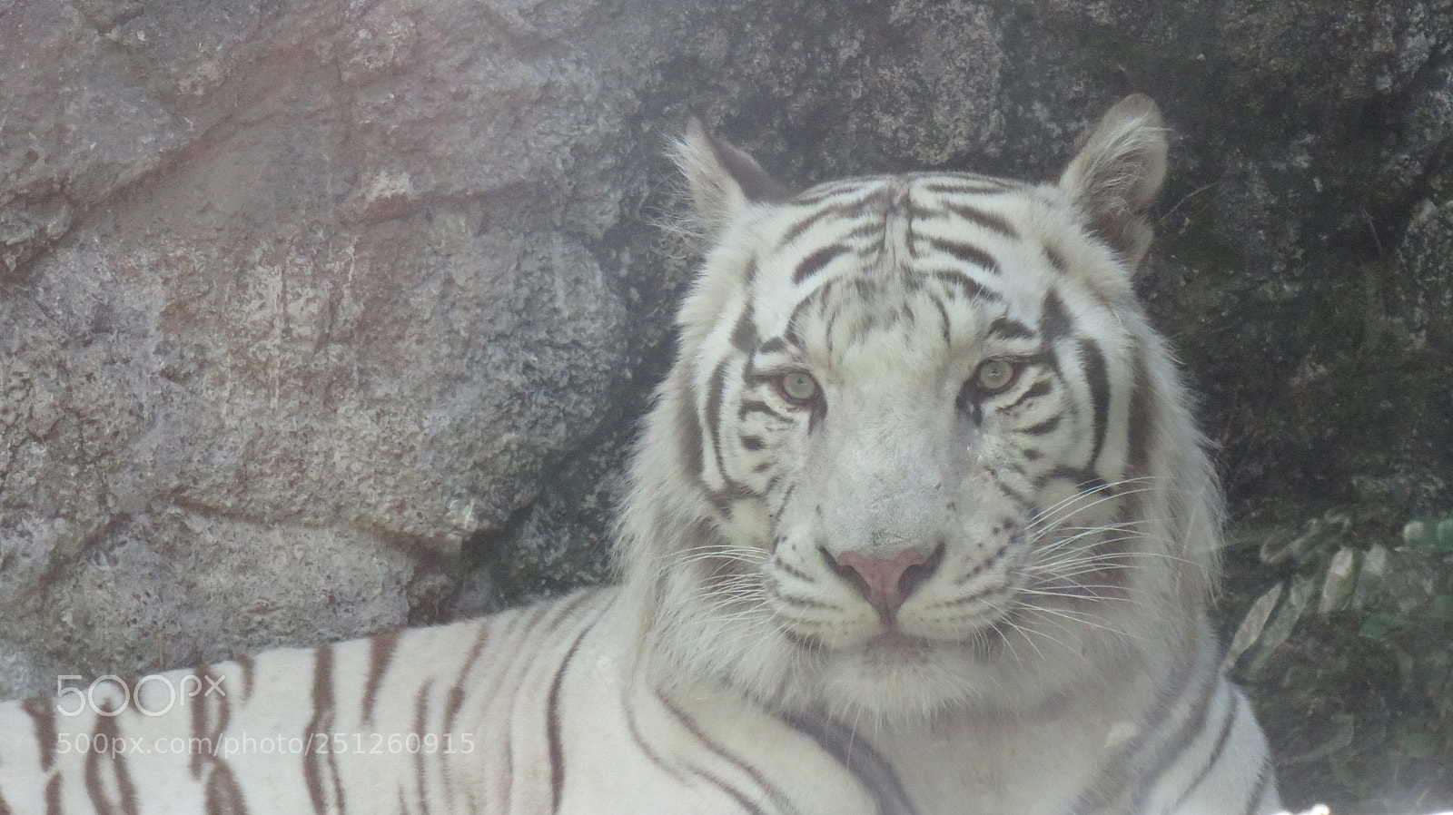 Canon PowerShot SX540 HS sample photo. White tiger photography