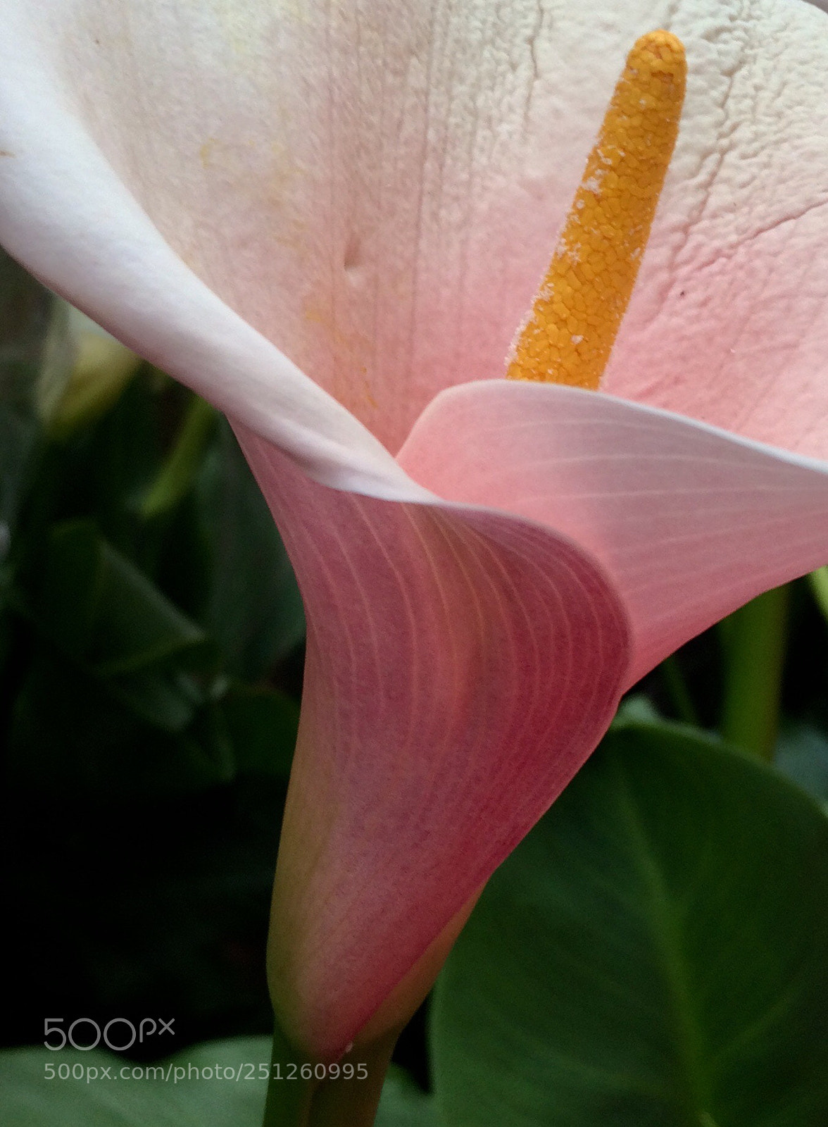 Apple iPhone 5s sample photo. Flower... photography