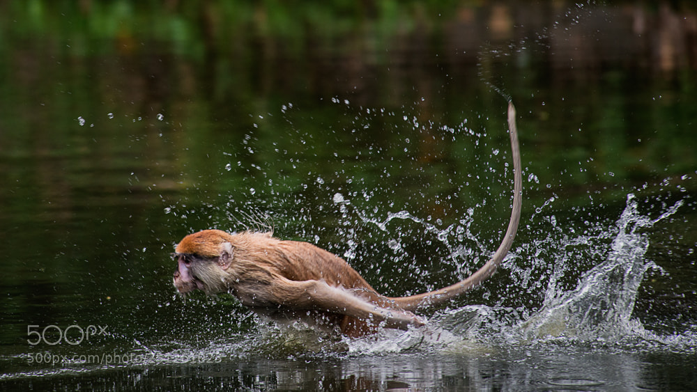 Nikon D800 sample photo. Singapore zoo monkey on photography