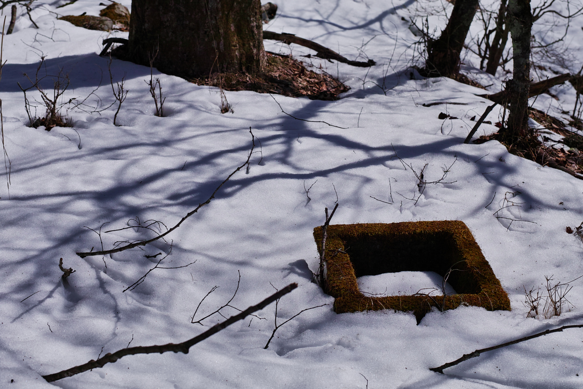 Sigma sd Quattro H sample photo. Lakeside spring is coming soon photography