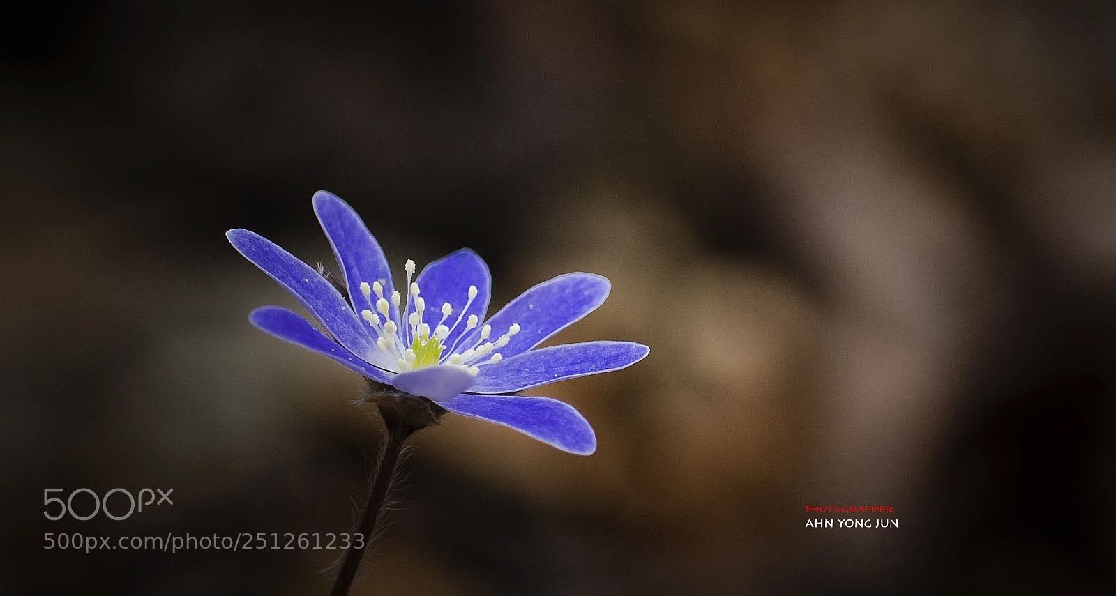 Nikon D7000 sample photo. Blue liverleaf flower, wild photography