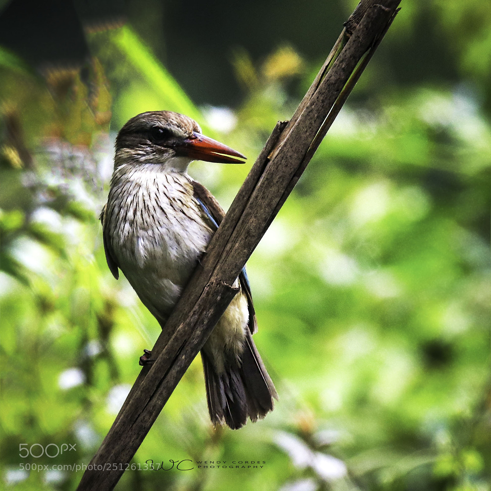Canon EOS 80D sample photo. Woodland kingfisher photography