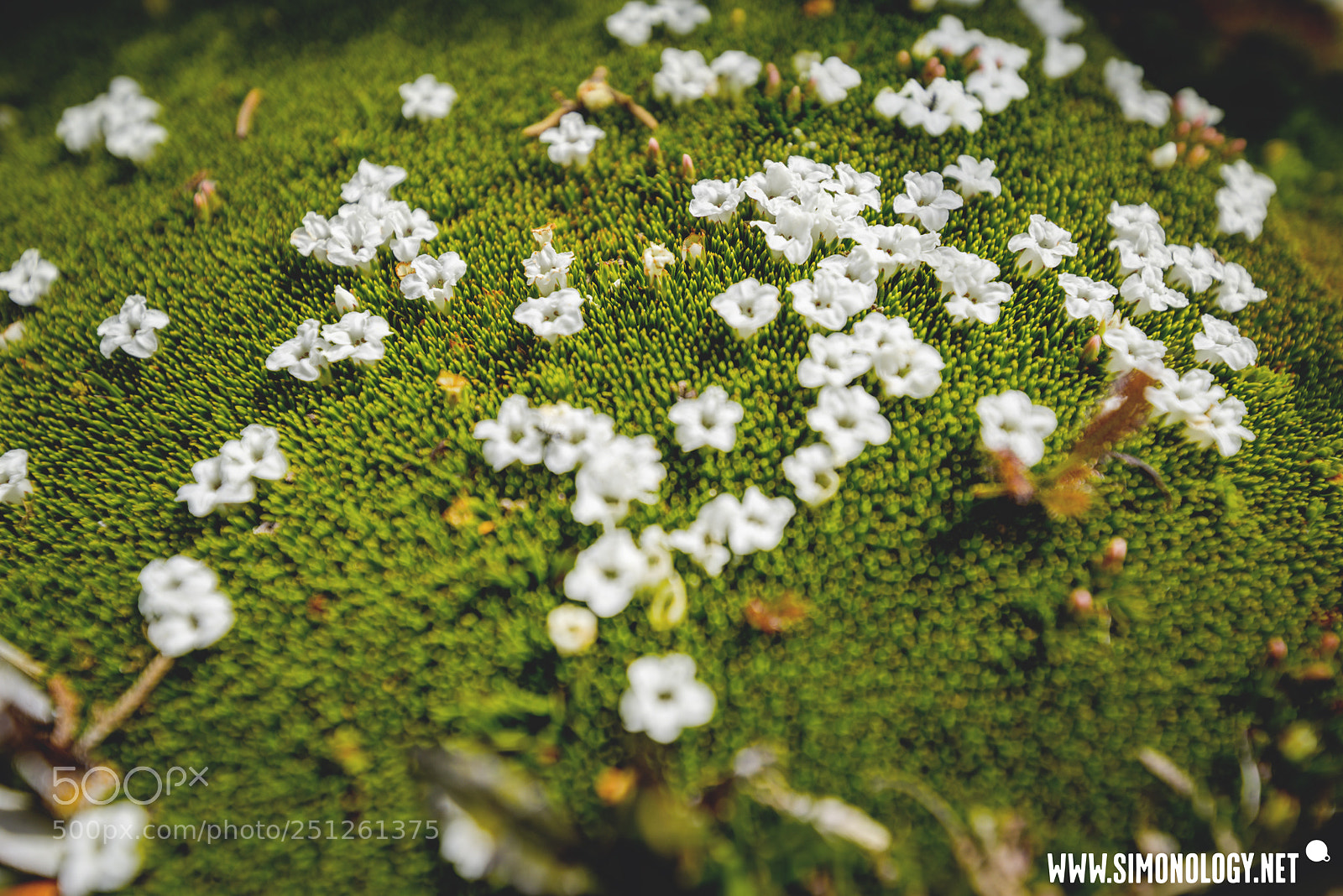 Nikon D800E sample photo. Flowering cushion plant, tasmania. photography