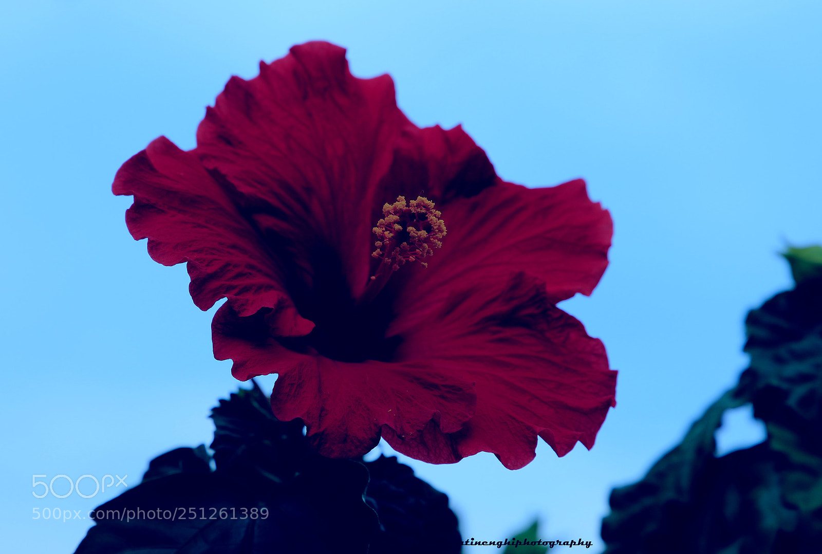 Canon EOS 7D Mark II sample photo. Hibiscus photography