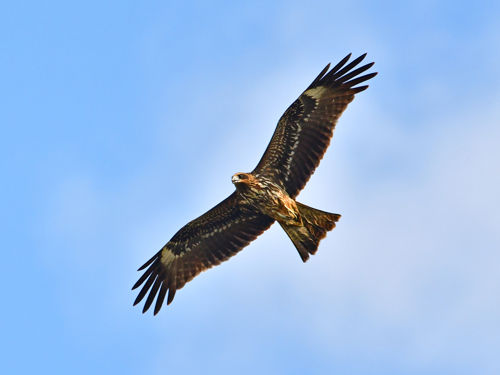 Nikon D500 + Sigma 150-600mm F5-6.3 DG OS HSM | C sample photo. Black kite photography