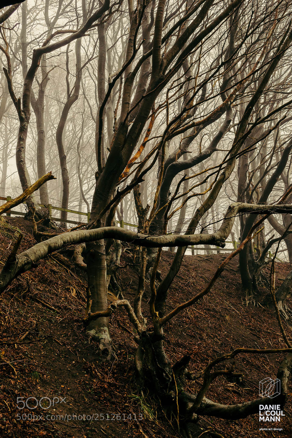 Nikon D3100 sample photo. Enchanted forest / 01 photography