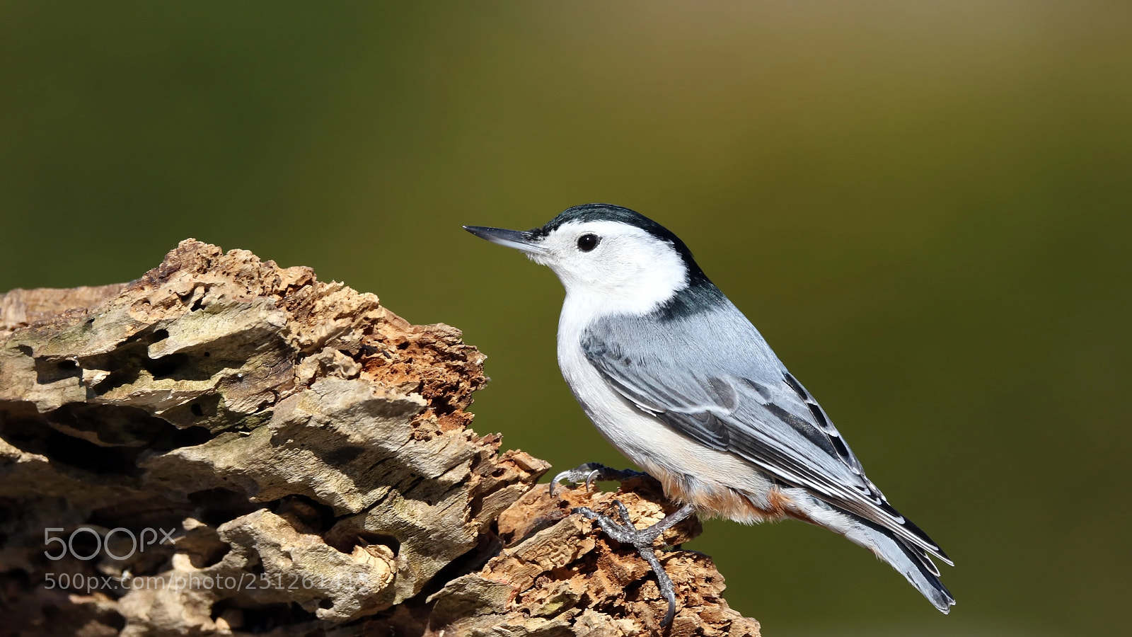 Canon EOS 7D Mark II sample photo. Nuthatch photography