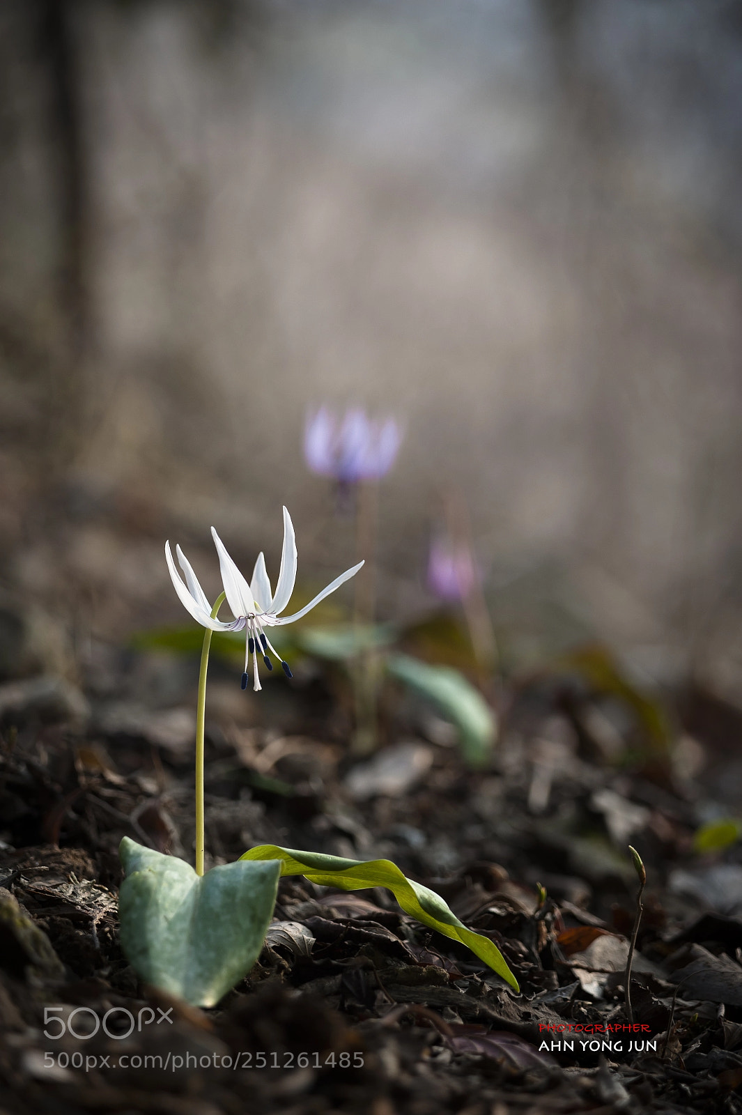 Nikon D3 sample photo. White dog-tooth violet, wild photography