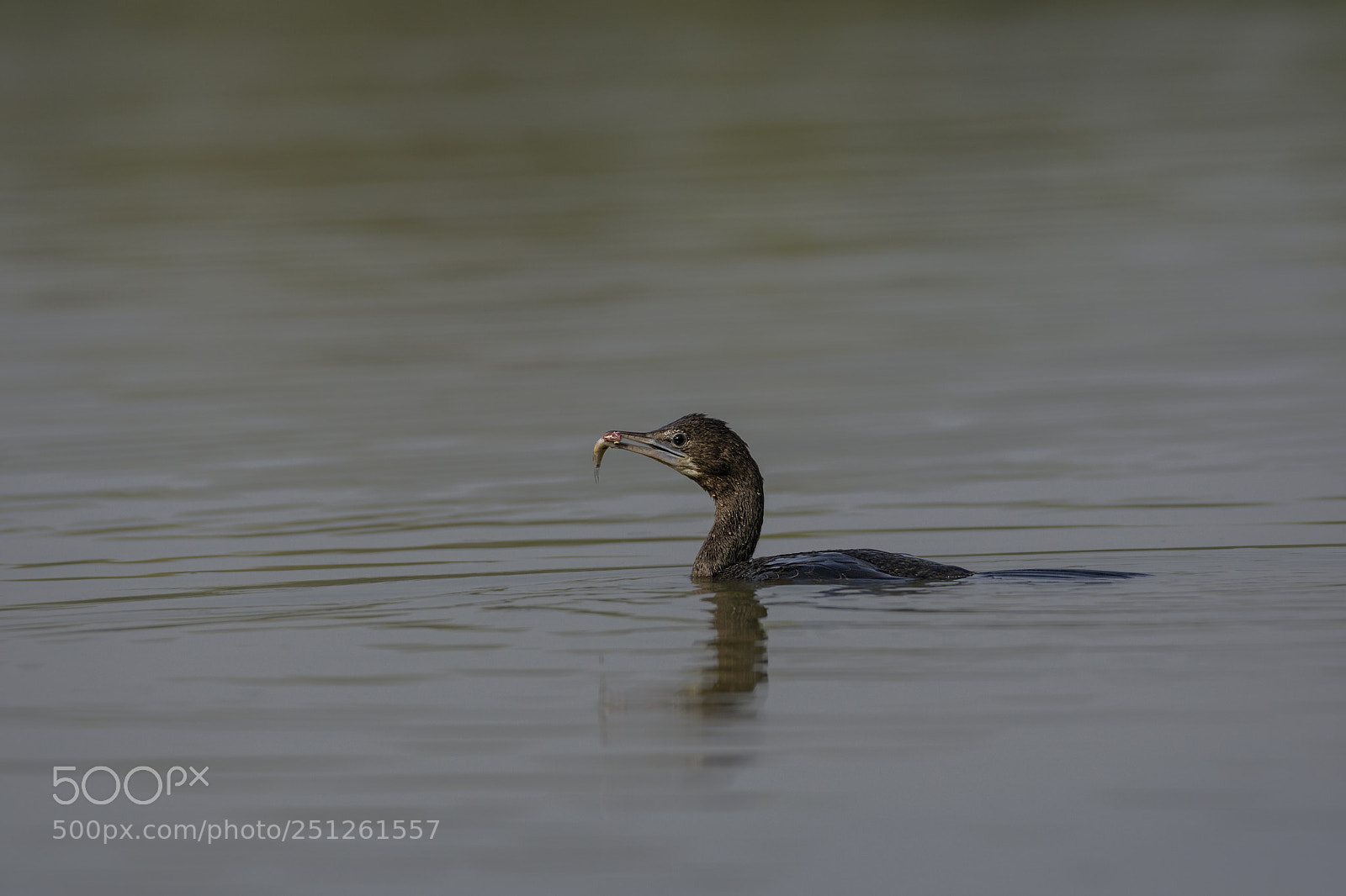 Nikon D7200 sample photo. Little cormorant photography