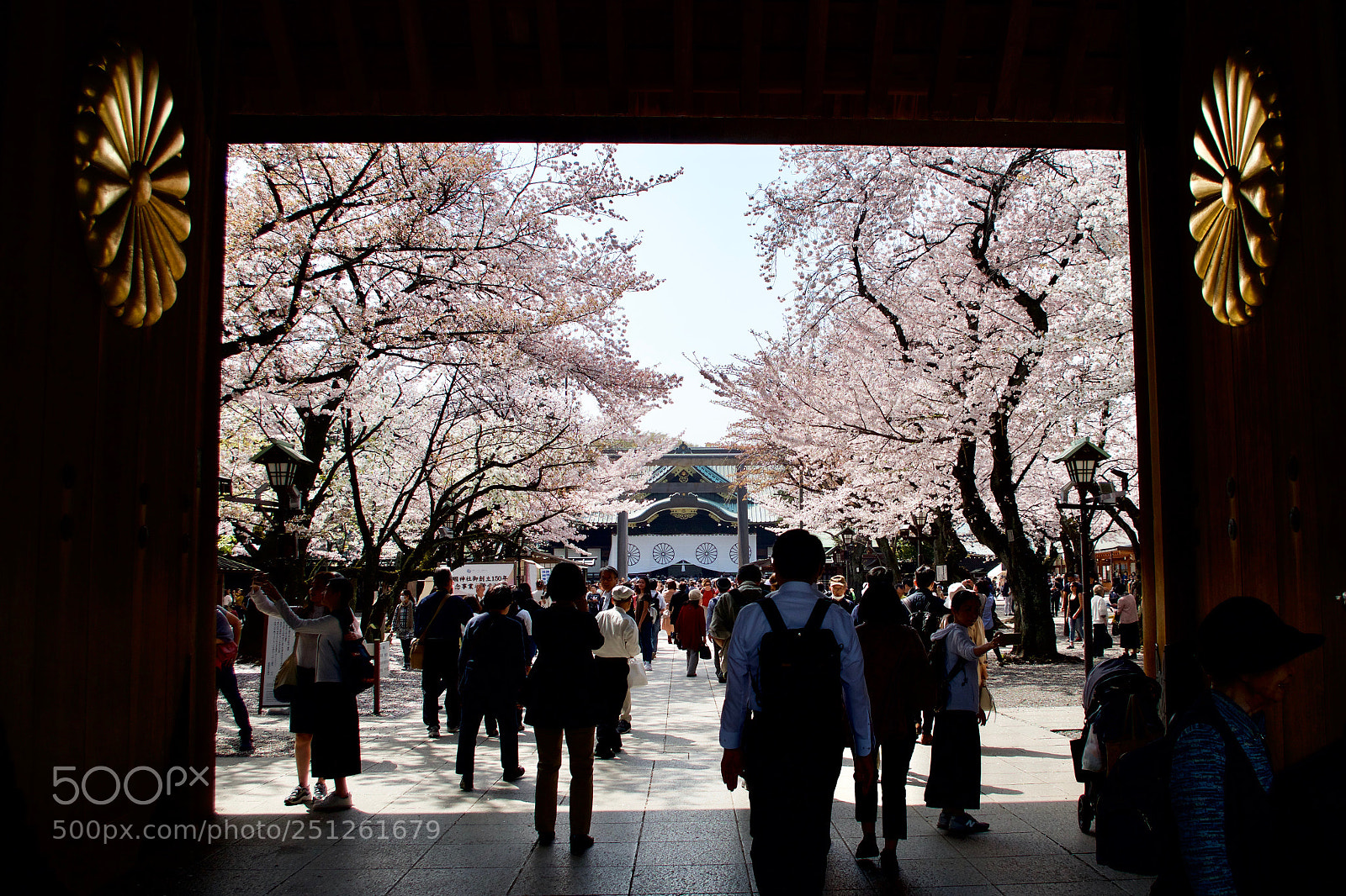 Pentax K-S2 sample photo. Cherry blossoms in tokyo photography