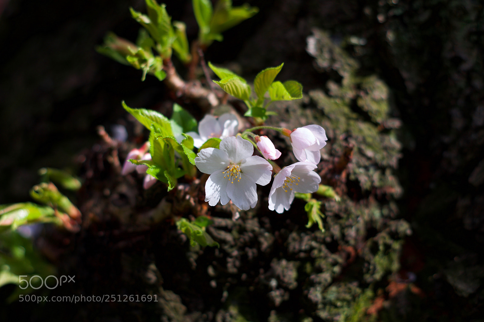 Pentax K-S2 sample photo. Cherry blossoms in tokyo photography