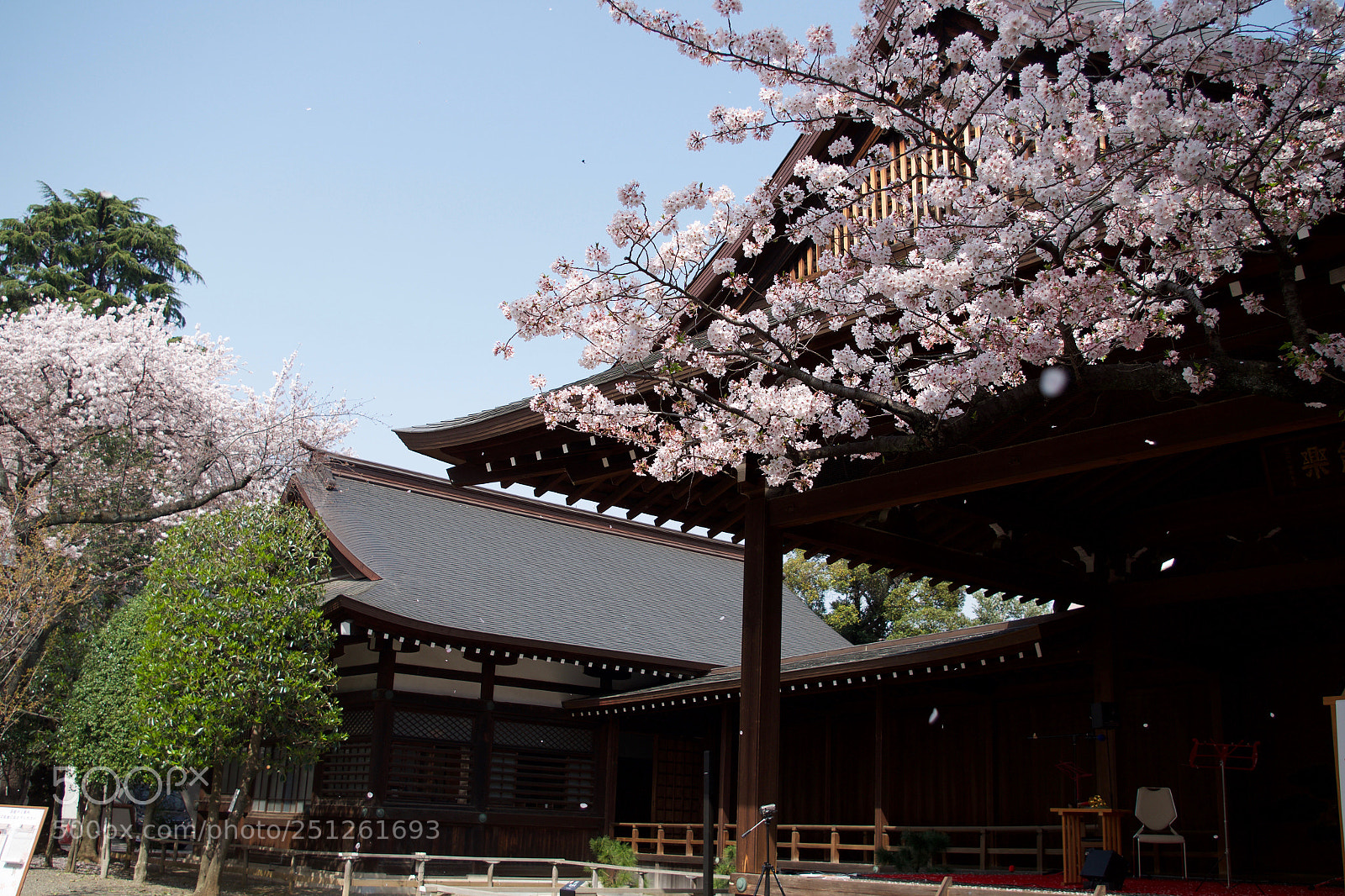 Pentax K-S2 sample photo. Cherry blossoms in tokyo photography