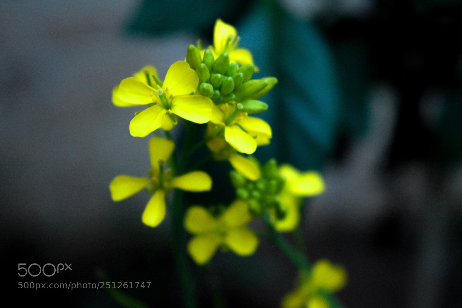 Nikon D5300 sample photo. Last mustard of the photography