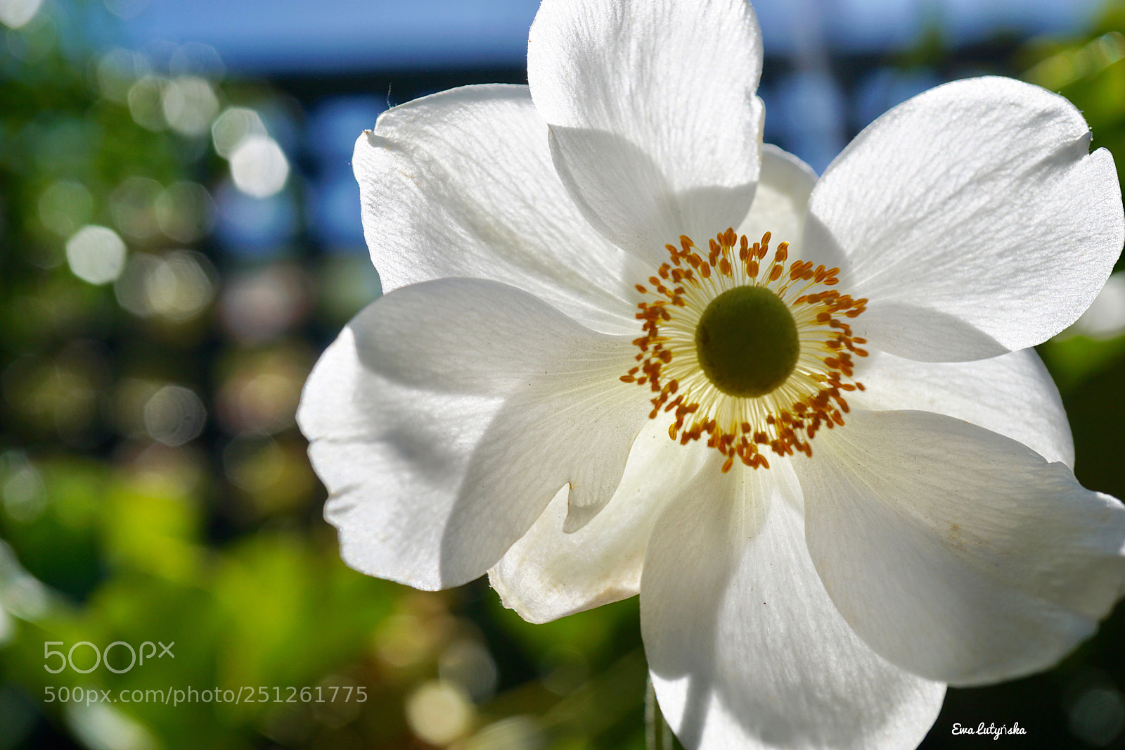 Sony a6000 sample photo. Anemone in the sun... photography
