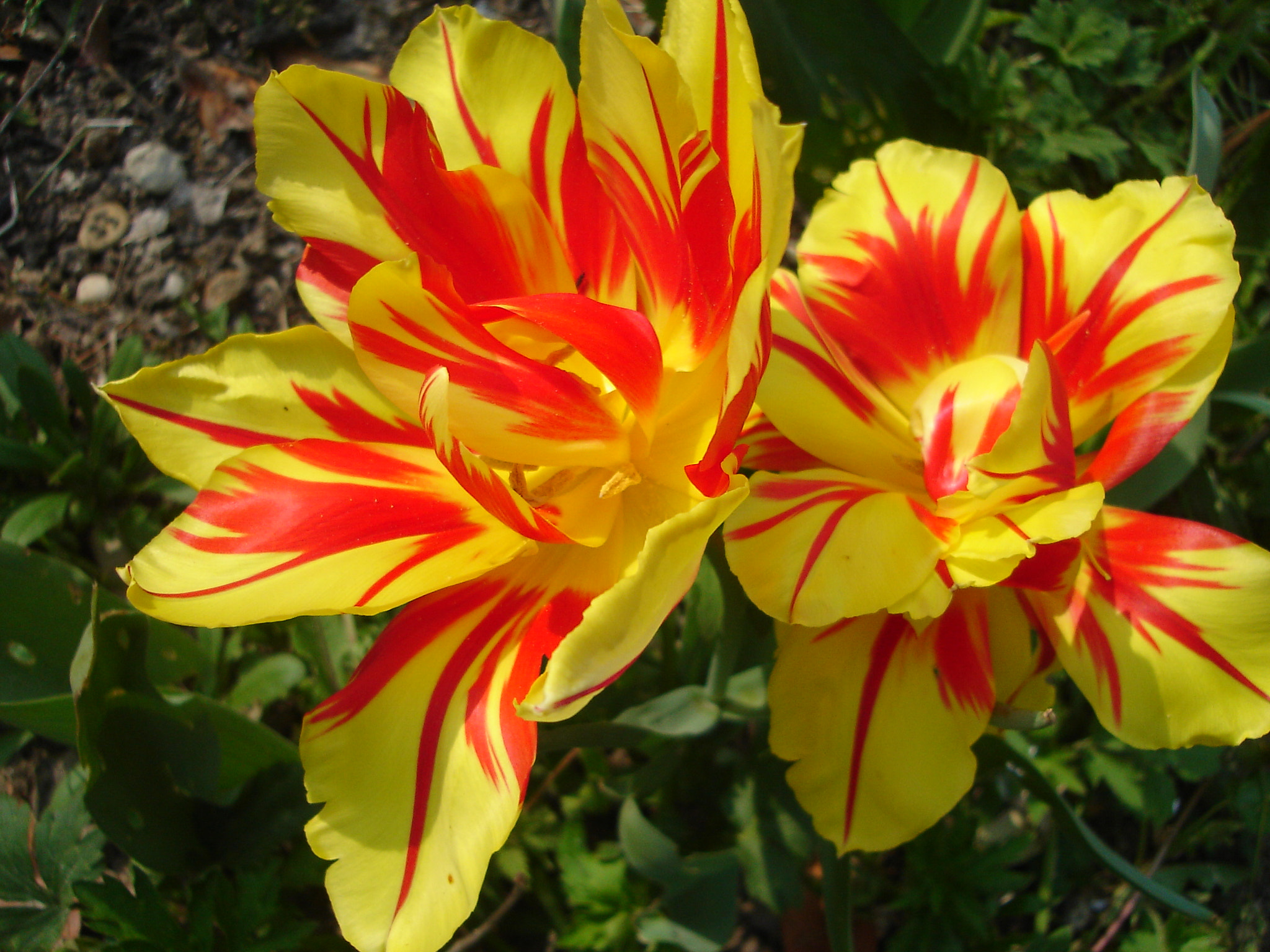 Sony DSC-L1 sample photo. Zebra tulips photography