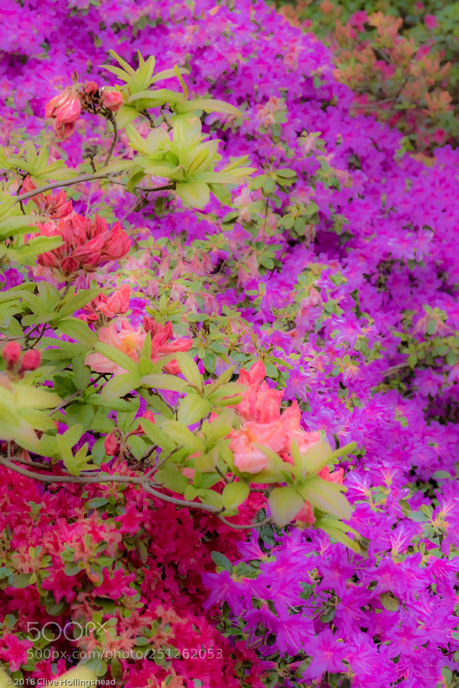 Canon EOS 7D Mark II sample photo. A blur of colour photography