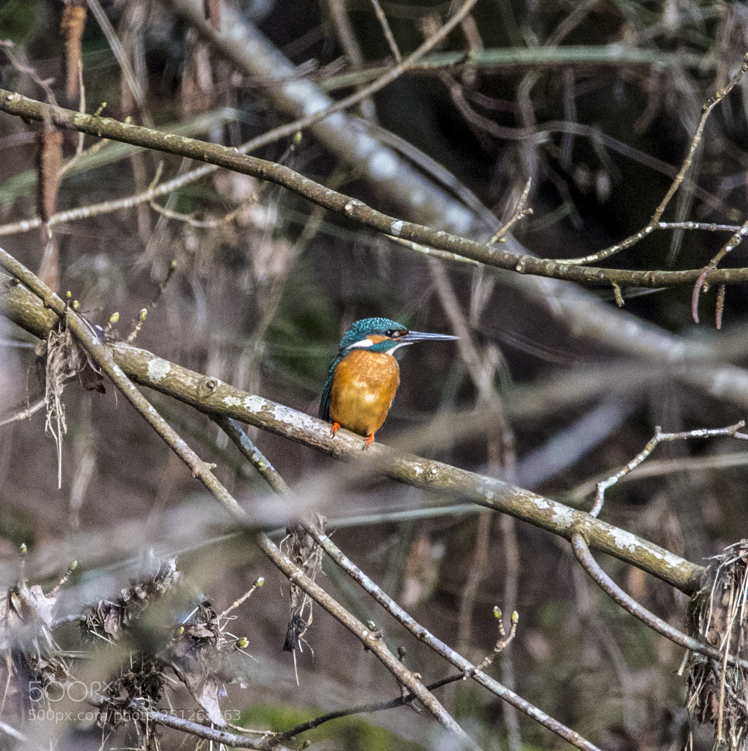 Nikon D5 sample photo. Kingfisher - eisvogel photography
