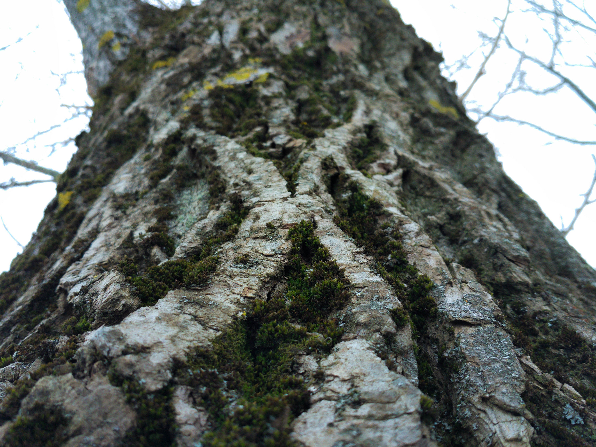 Xiaomi Mi-4c sample photo. Spring tree macro photography