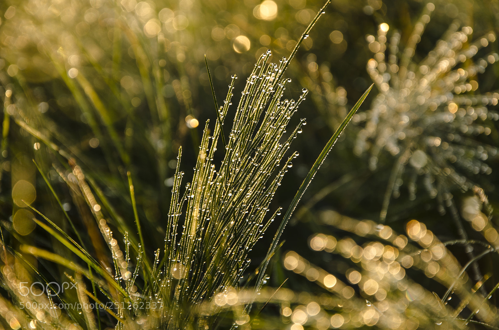 Nikon D5100 sample photo. About the dawn in photography
