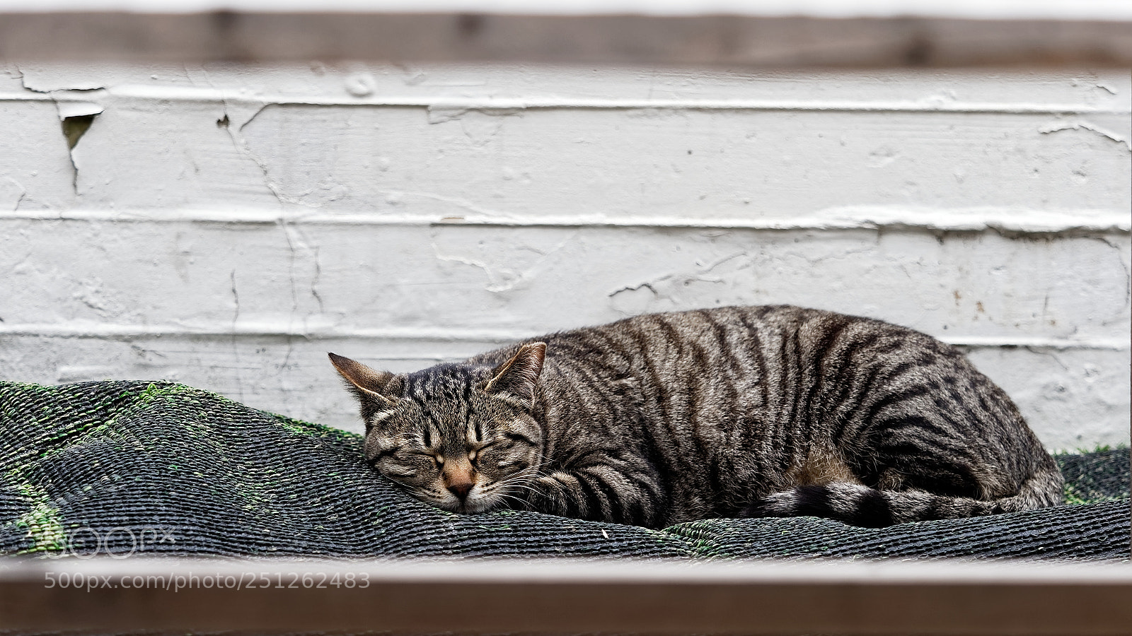 Olympus OM-D E-M1 Mark II sample photo. Nap photography