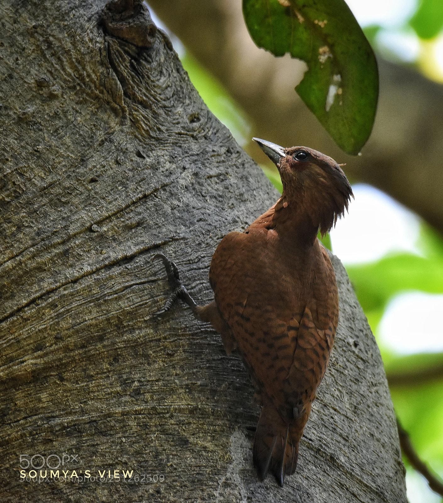 Nikon D7200 sample photo. The tree dweller photography