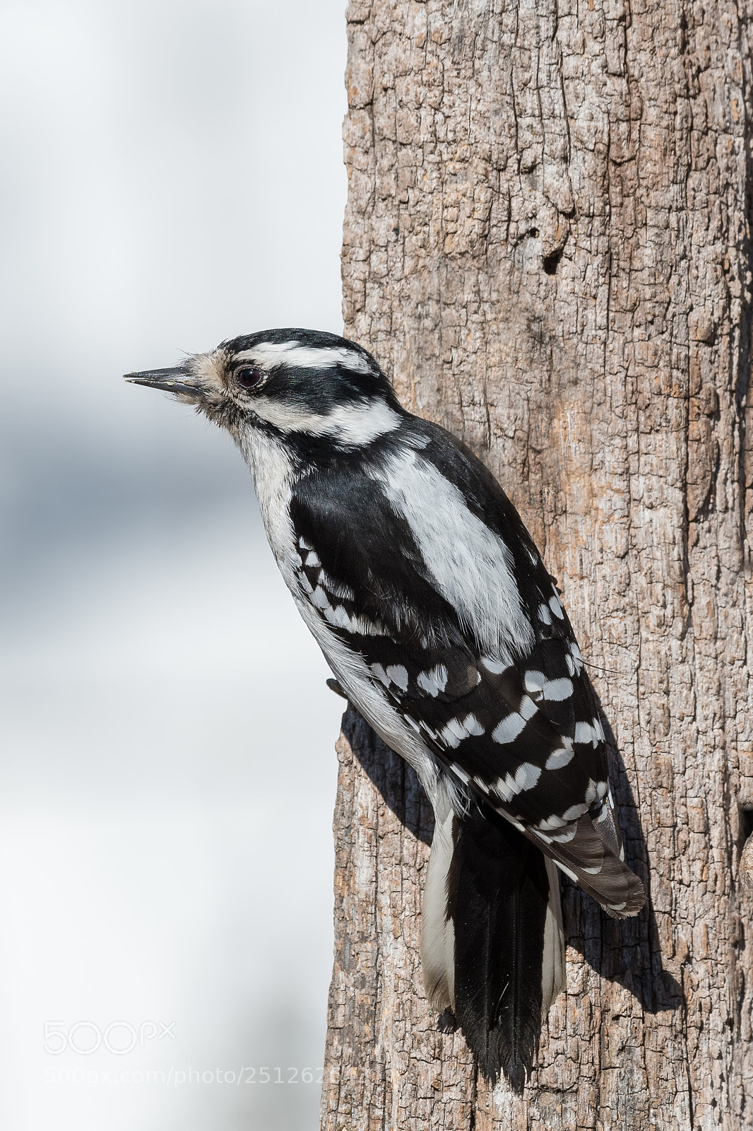 Nikon D500 sample photo. Downy woodpecker photography